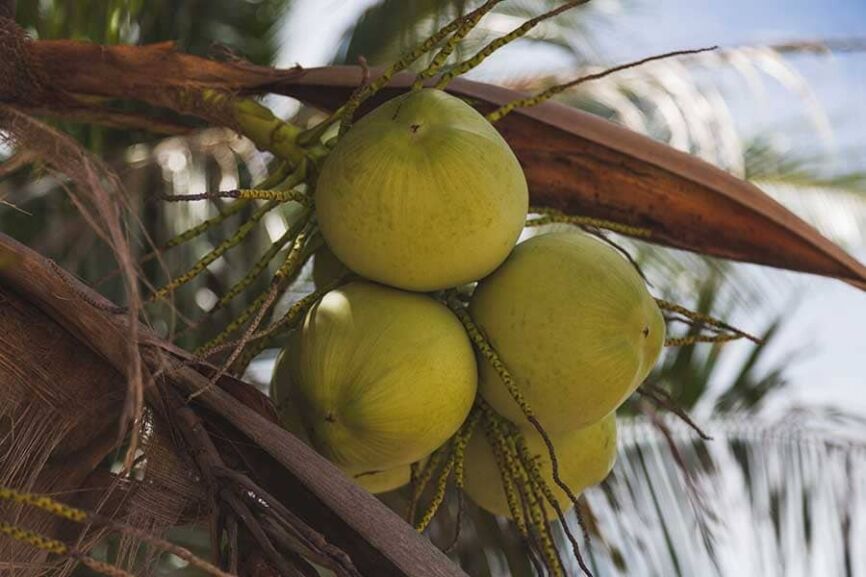 green-coconut-tree- Зелен кокос, полезни свойства. Зелен кокос на палма.