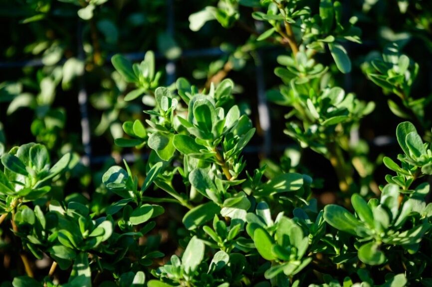 Many vivid green fresh leaves of Portulaca oleracea plant, commo Тученица.